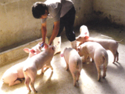 中国での豚の飼育実験